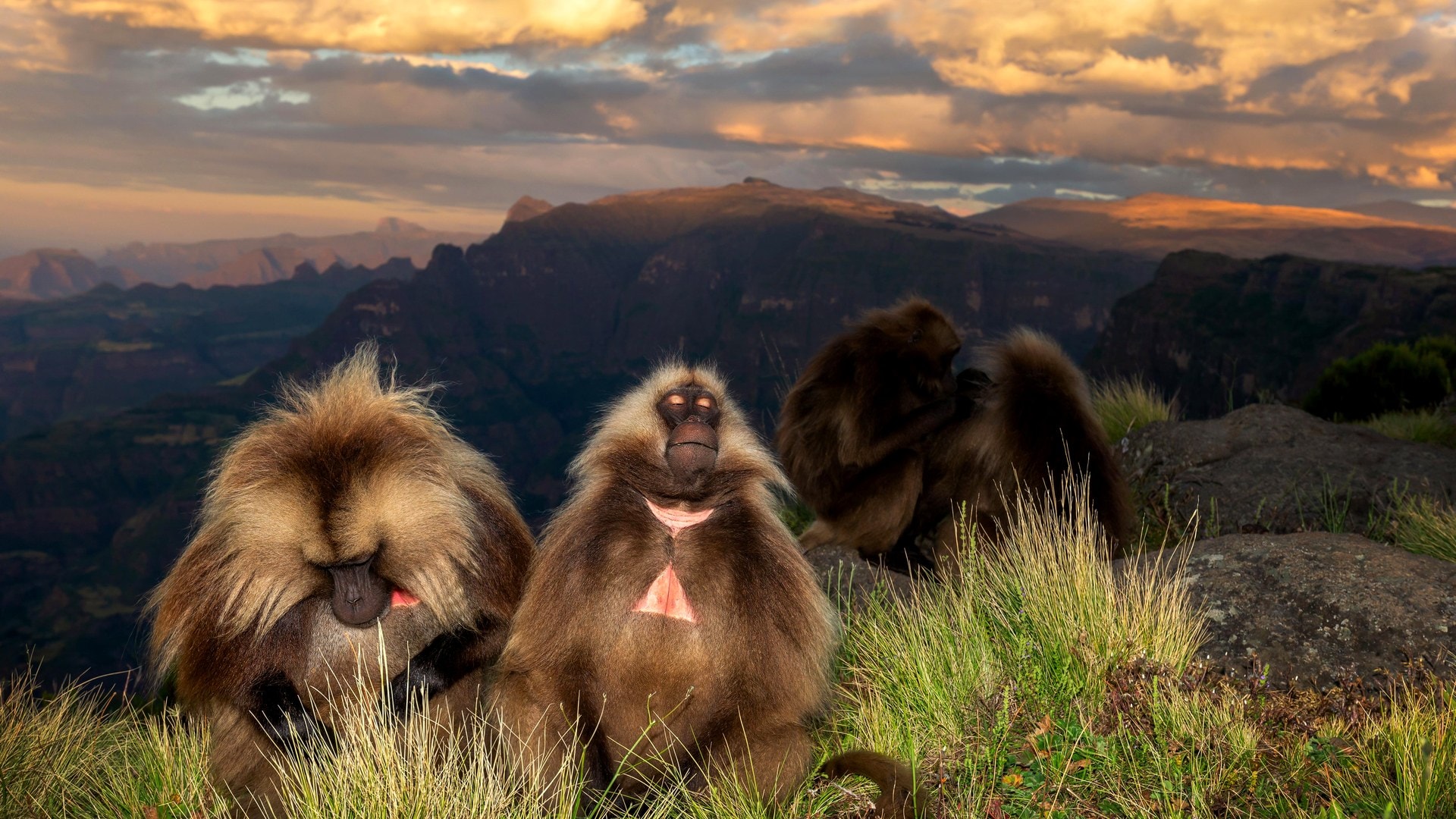 Gelada baboons at sunset in Simien Mountains Ethiopia